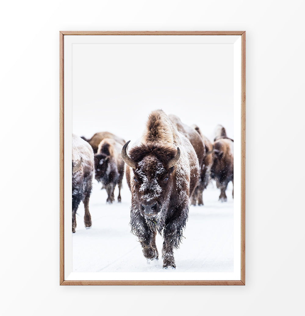 Wooden-framed European Bison Herd Running In Snow Poster