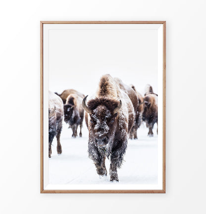 Wooden-framed European Bison Herd Running In Snow Poster
