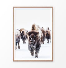Load image into Gallery viewer, Wooden-framed European Bison Herd Running In Snow Poster
