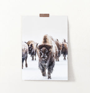 European Bison Herd Running In Snow Poster