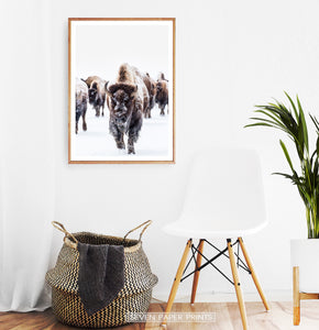 Wooden-framed European Bison Herd Running In Snow Poster