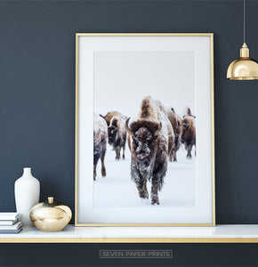 Golden-framed European Bison Herd Running In Snow Poster