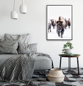Black-framed European Bison Herd Running In Snow Poster