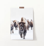 European Bison Herd Running In Snow Poster