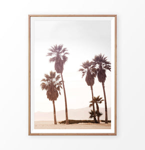 Palm Trees, sun, sand, beach, coastal