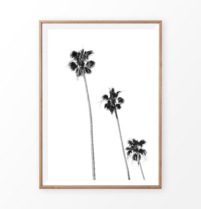Black White Palm Trees Isolated 