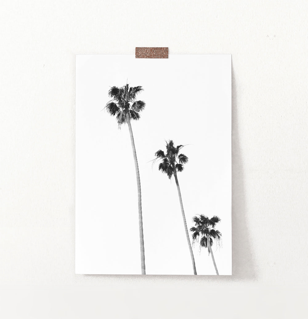 Black and White Coastal Palm Trees Wall Art