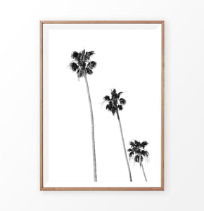 Black White Palm Trees Isolated 