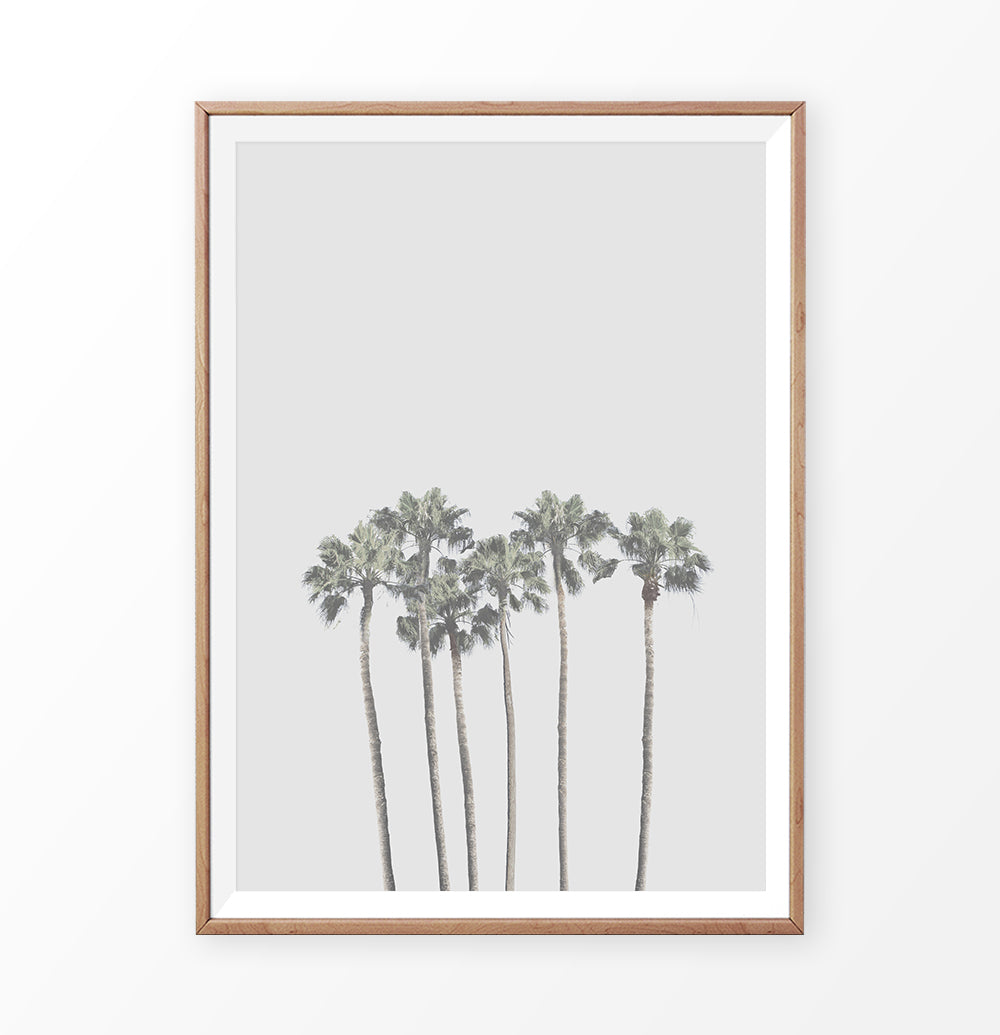 California Palm Trees and Gray Sky on the background