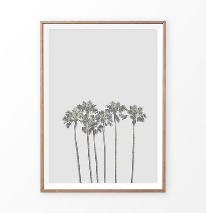 California Palm Trees and Gray Sky on the background