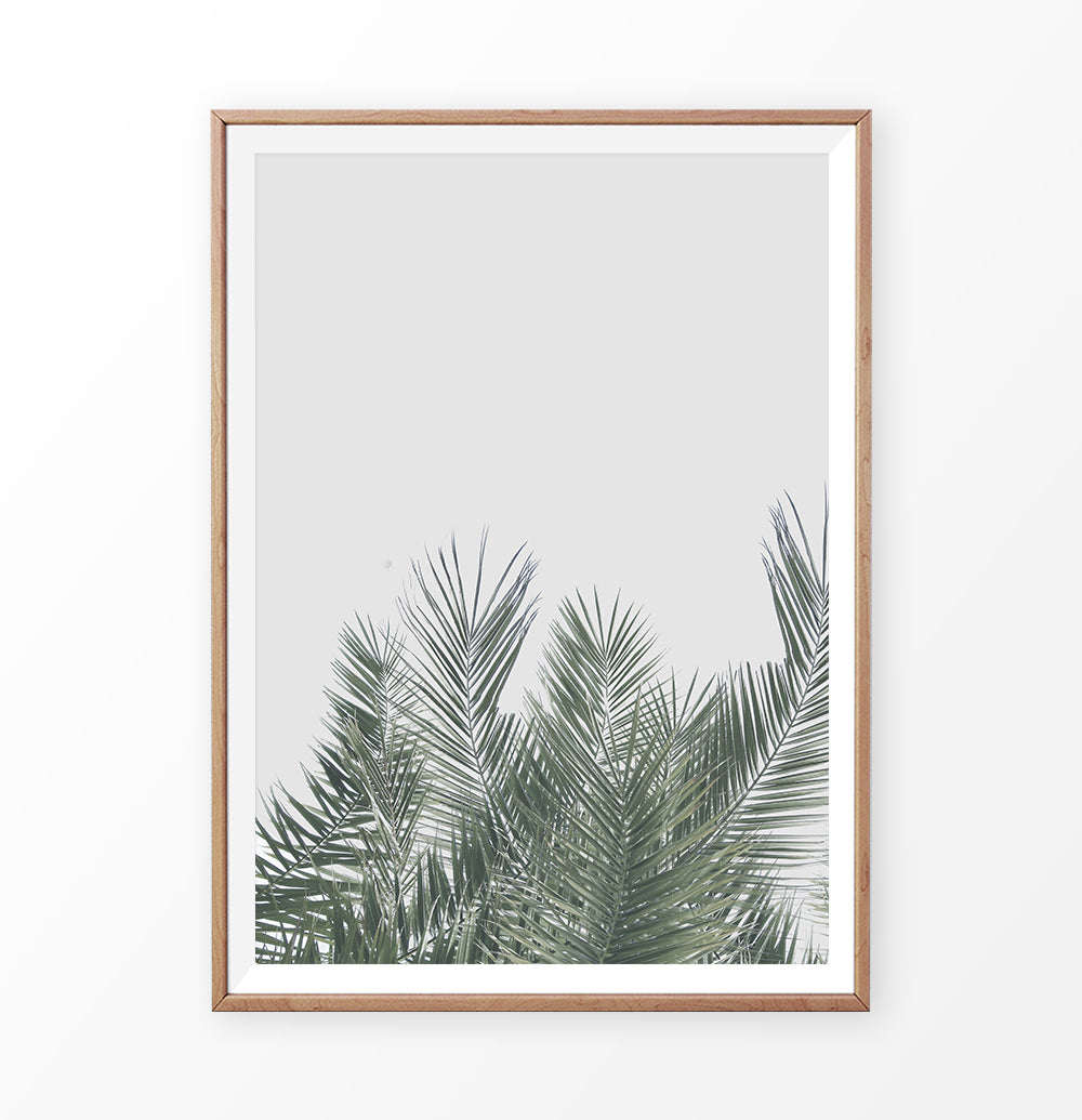 Tropical Palm Leaves 