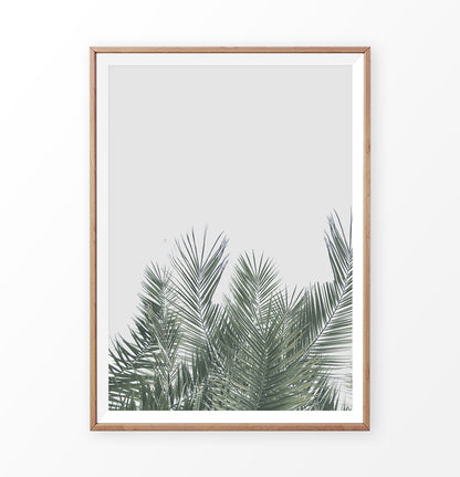 Tropical Palm Leaves 