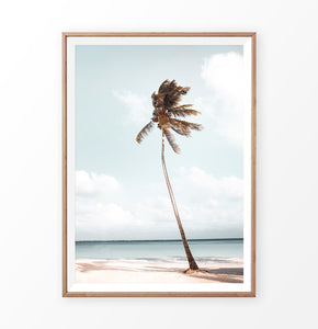 Palm Tree Beach Photography