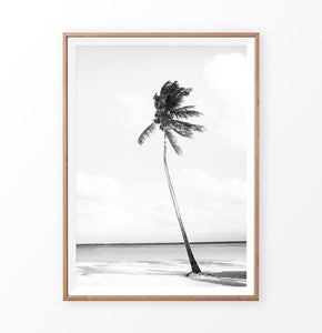 Black and White Palm Tree Beach Photo