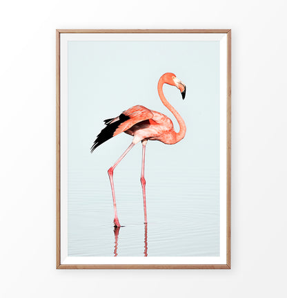 Pink Flamingo on Blue Background