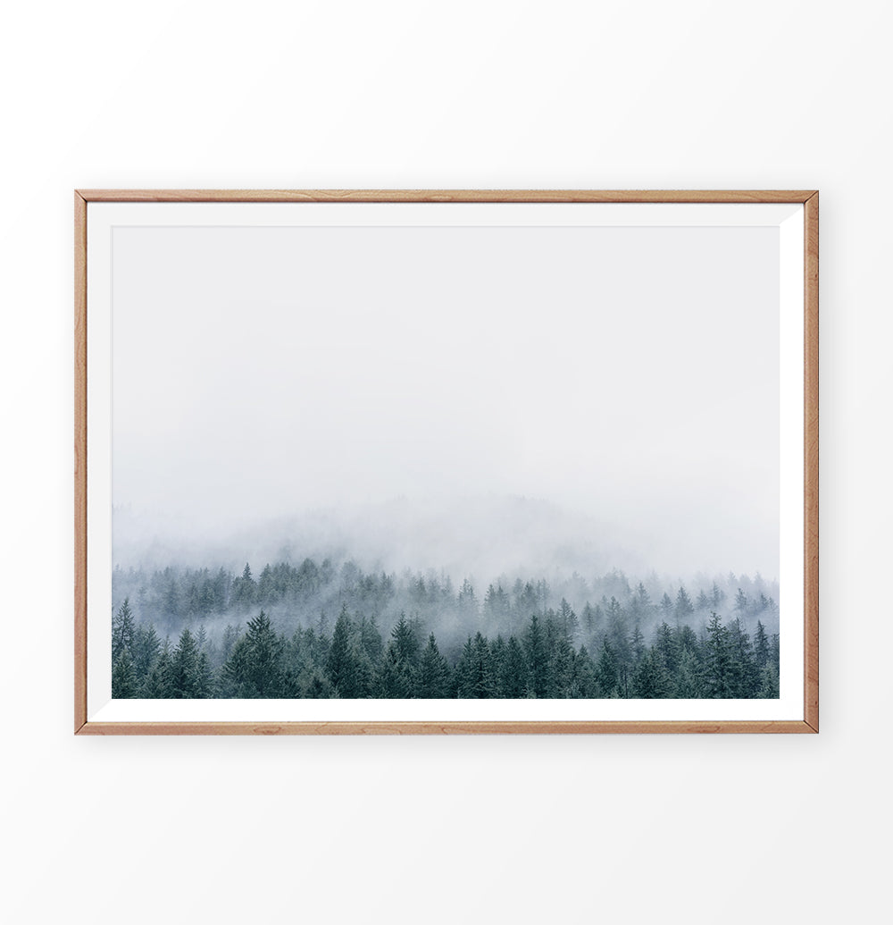 Misty Fir Forest Canadian Natural Wall Art