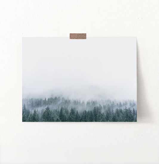 Misty Fir Forest Canadian Natural Wall Art