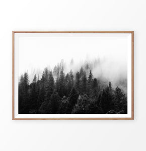 Dark Forest In Mist Black And White Poster