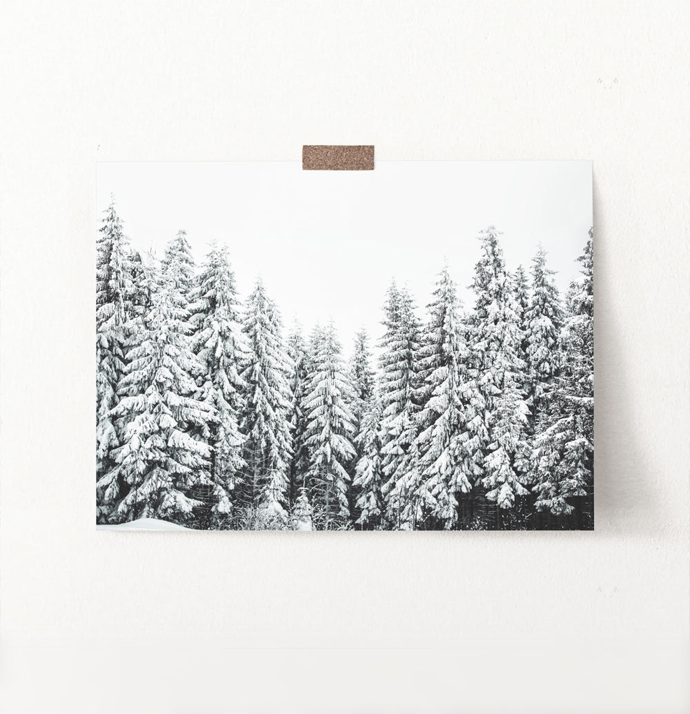 Winter Spruce Grove Landscape Photo Art Decoration