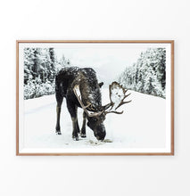 Load image into Gallery viewer, A moose on a snowy forest road photo print in wooden frame
