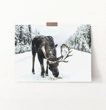 Load image into Gallery viewer, A moose on a snowy forest road photo print
