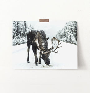 A moose on a snowy forest road photo print
