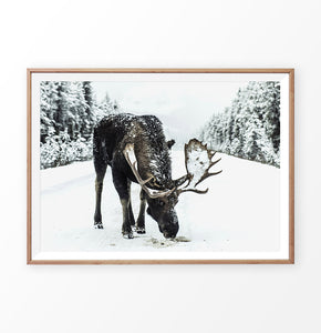 A moose on a snowy forest road photo print in wooden frame