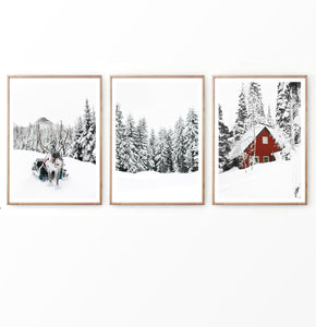 Reindeer  In Snowy Pine Forest Set of 3 Christmas Photos
