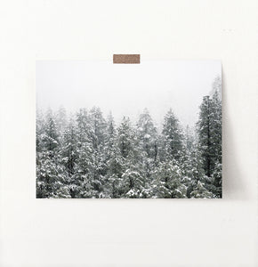 Snowy Winter Spruce Woods Poster