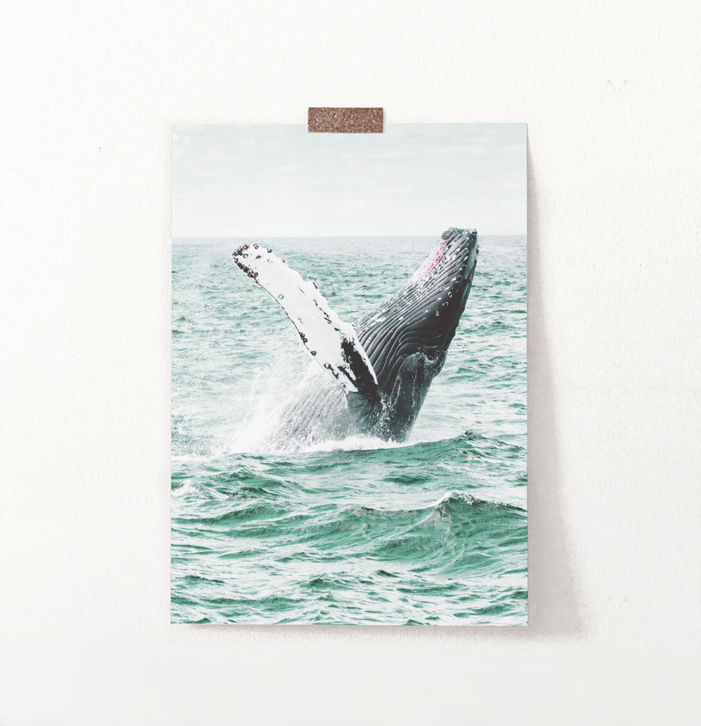 Humpback Whale in Turquoise Waves Print