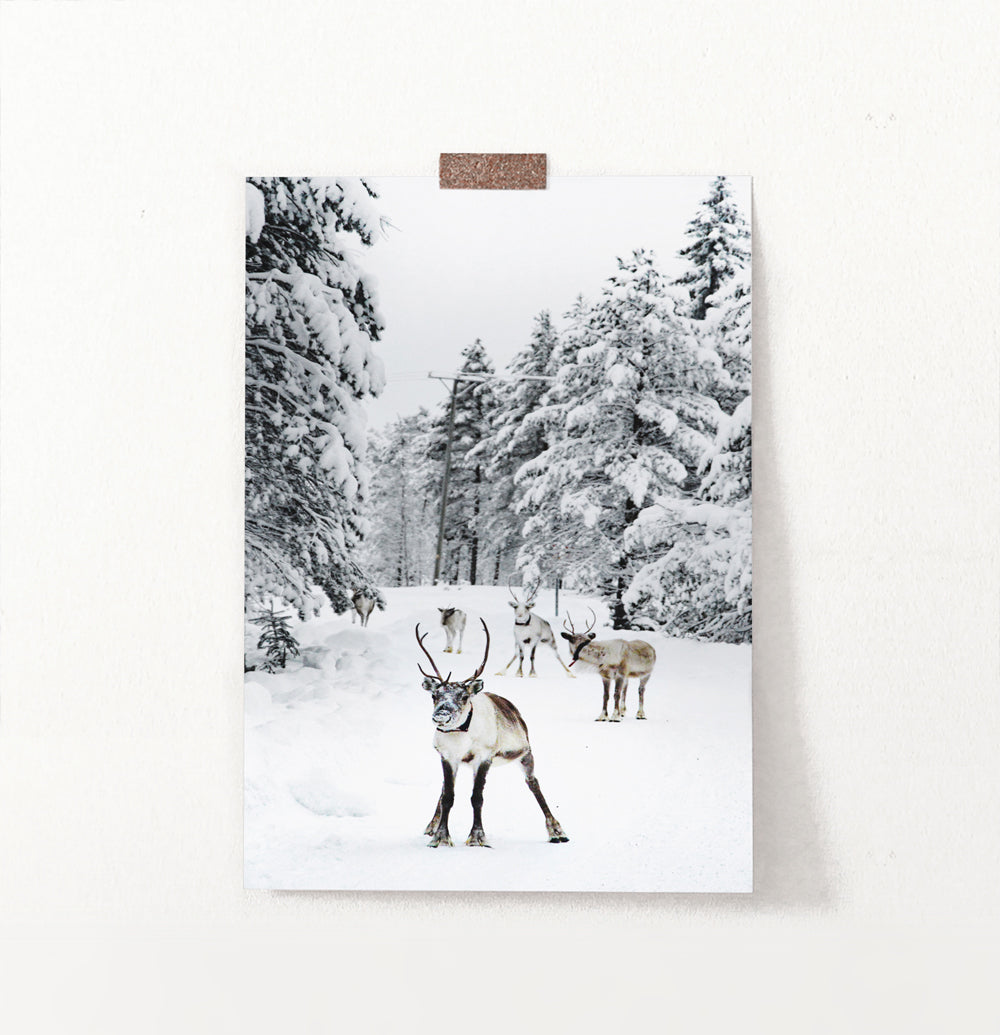 Reindeers in snow photography