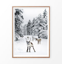 Load image into Gallery viewer, Reindeers in snow photography
