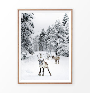 Reindeers in snow photography