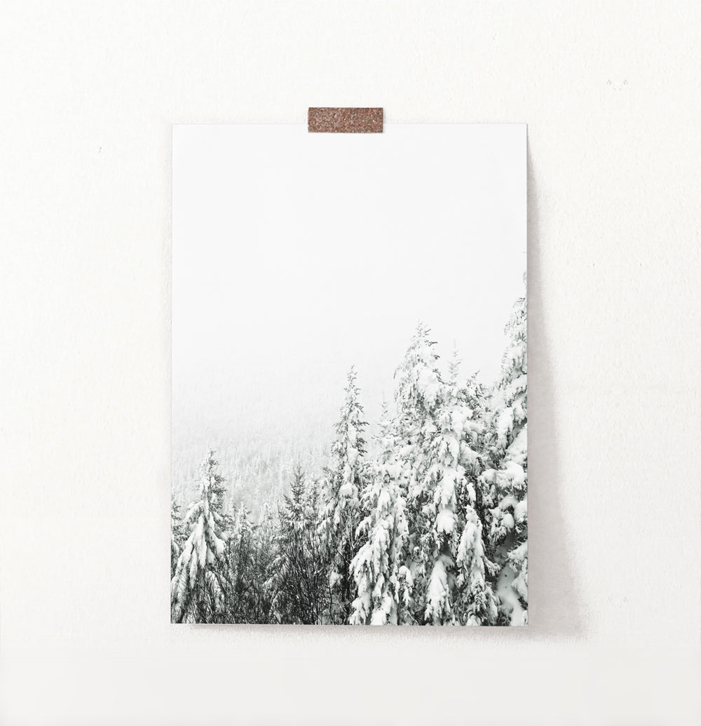 Charming Spruce Tops Covered in Snow Photo Art