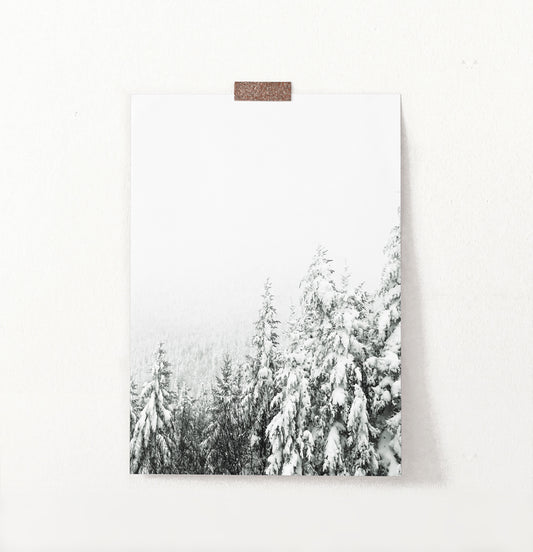 Charming Spruce Tops Covered in Snow Photo Art