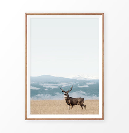 Brown Deer Picture, Colorado field wall art