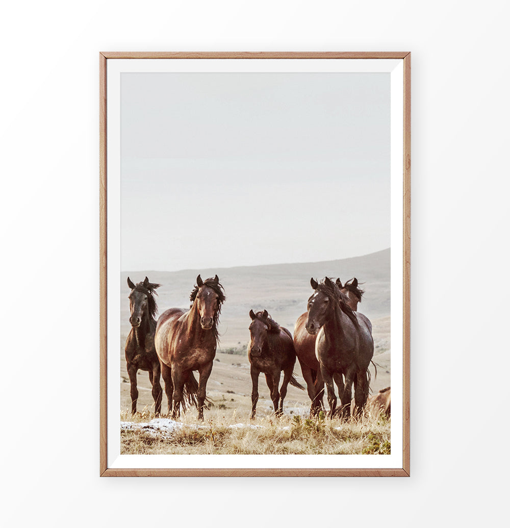 Brown Wild Horses Print