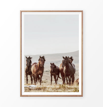 Brown Wild Horses Print