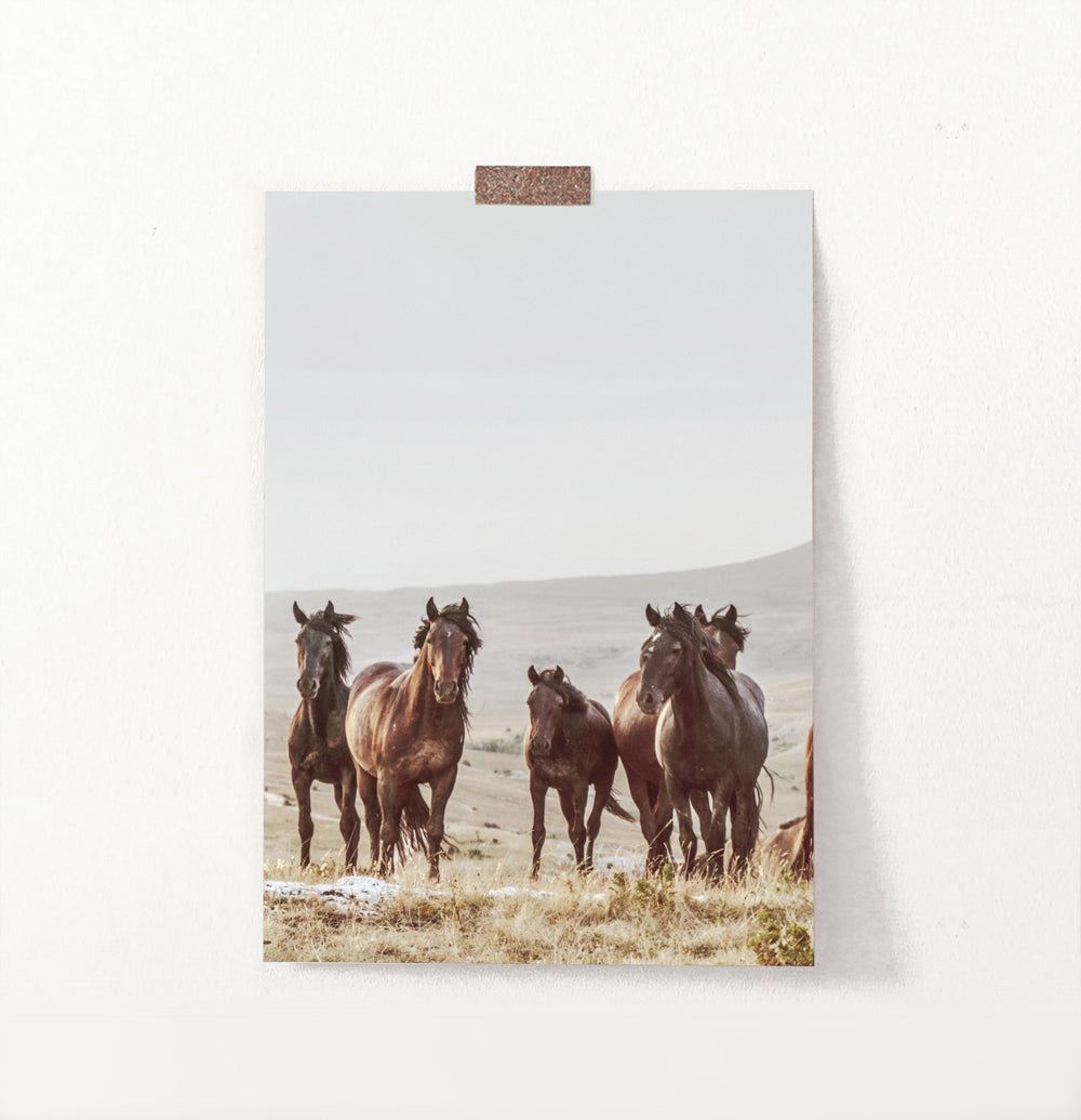 Brown Wild Horses Print