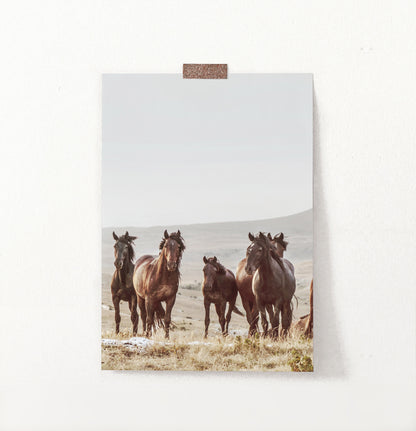 Brown Wild Horses Print