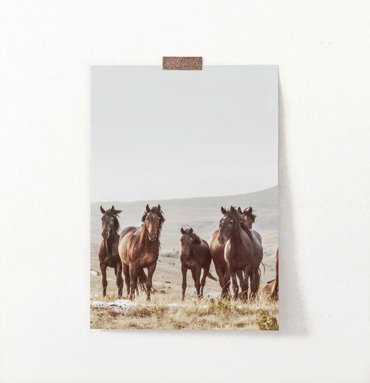 Brown Wild Horses Print