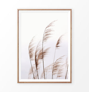 Phragmites australis print, common reed wall art
