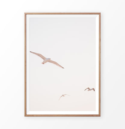 Flying Seagull Wall Art