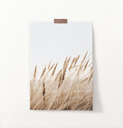 Brown Common Reed Poster