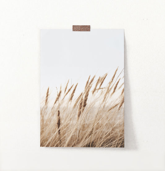 Brown Common Reed Poster