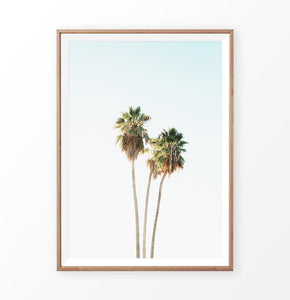 High palm trees photo, coastal palm art