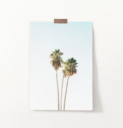 Tall Palm Trees Print