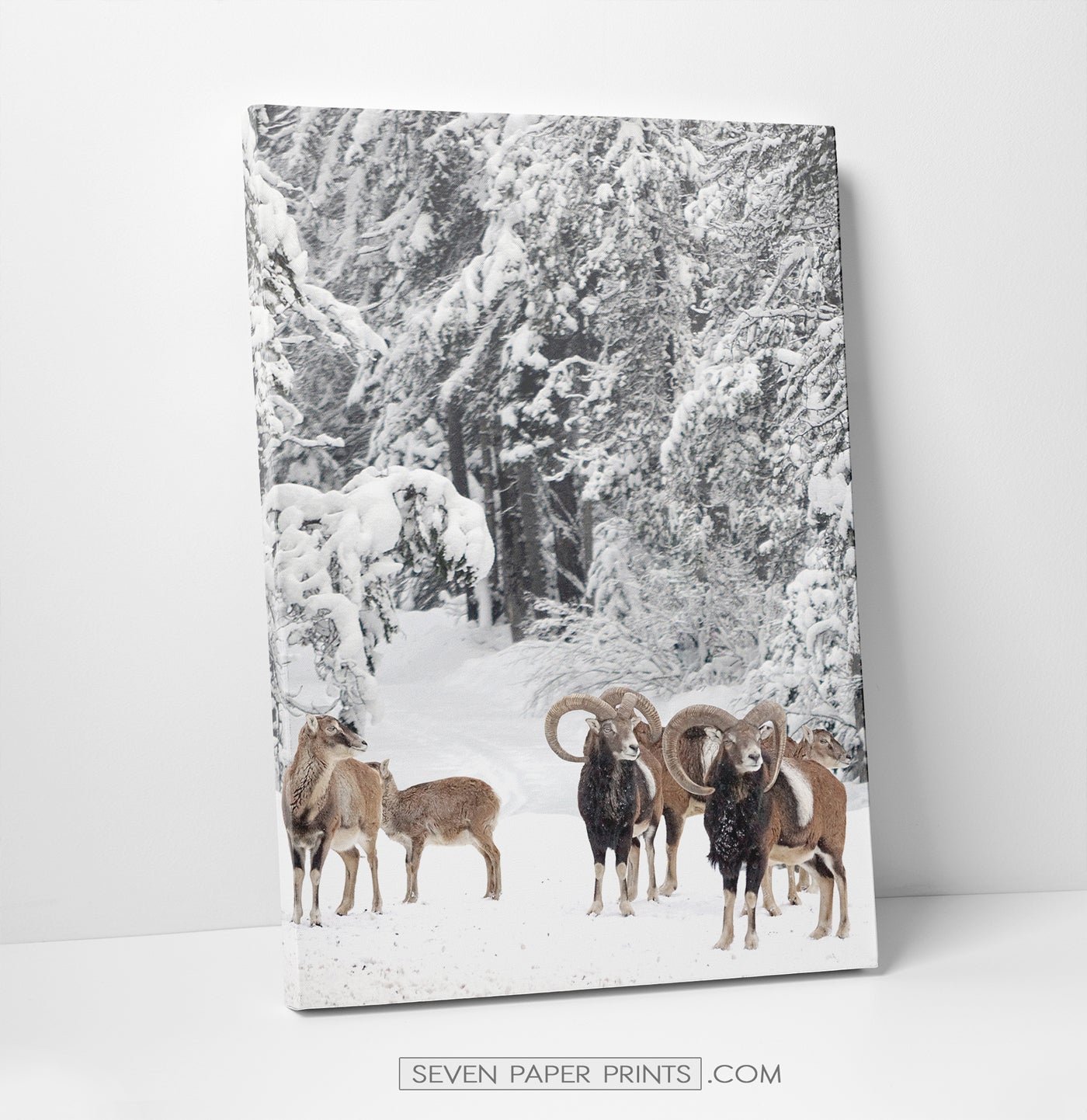 Mountain Sheep Canvas Print