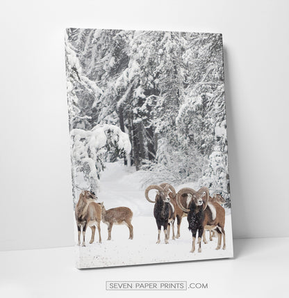 Mountain Sheep Canvas Print