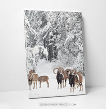 Load image into Gallery viewer, Mountain Sheep Canvas Print
